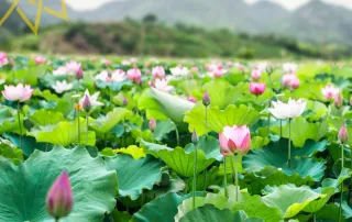 Lotus Flowers | Health Benefits of Drinking Lotus Tea 4 Lotus 1