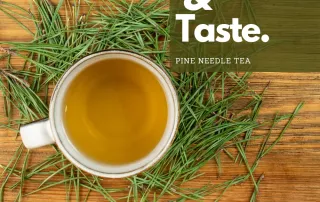Pine needle tea in a cup