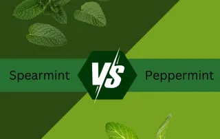Spearmint Vs peppermint